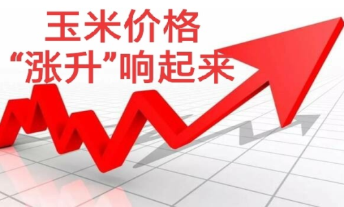做玉米期貨盈利難嗎？玉米期貨漲5